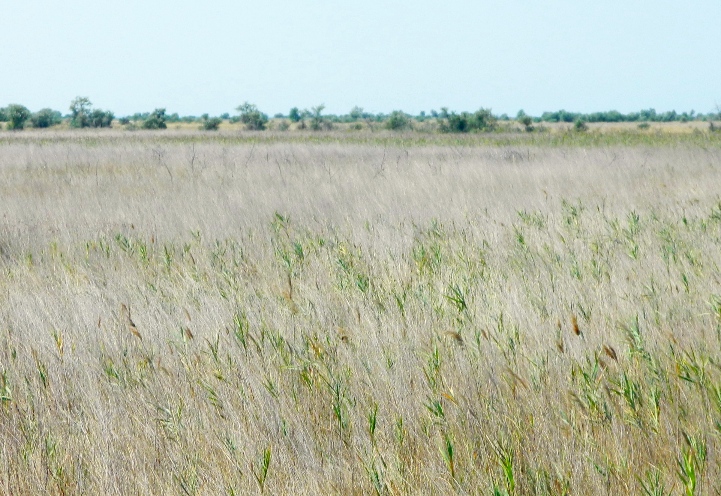 Остров Джарылгач, image of landscape/habitat.