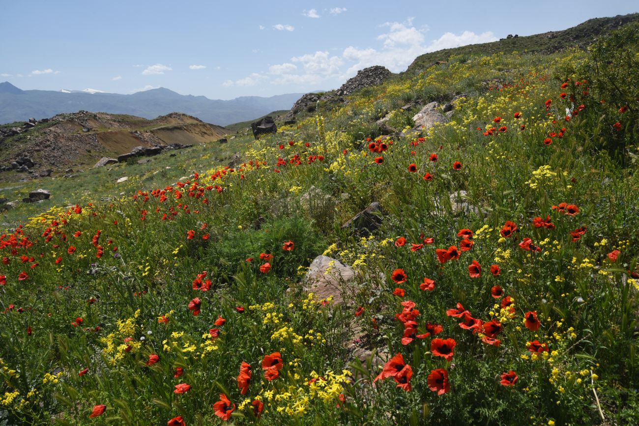 Окрестности Халыкышлак, image of landscape/habitat.