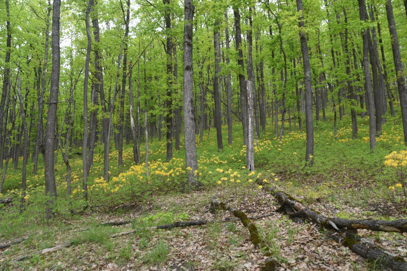 Скала Молоток, image of landscape/habitat.