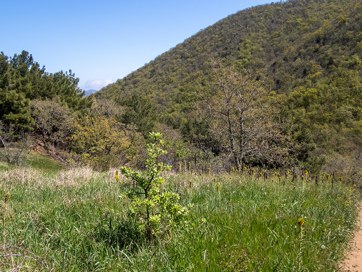 Перчем, image of landscape/habitat.