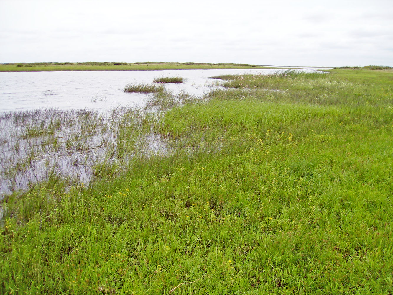 Куйбышевское водохранилище, image of landscape/habitat.