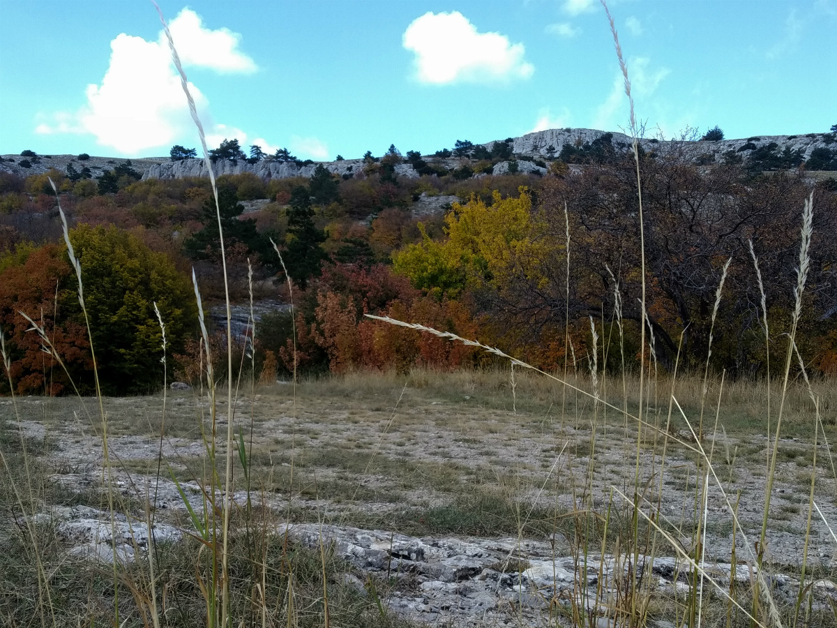 Ай-Петринская яйла, image of landscape/habitat.