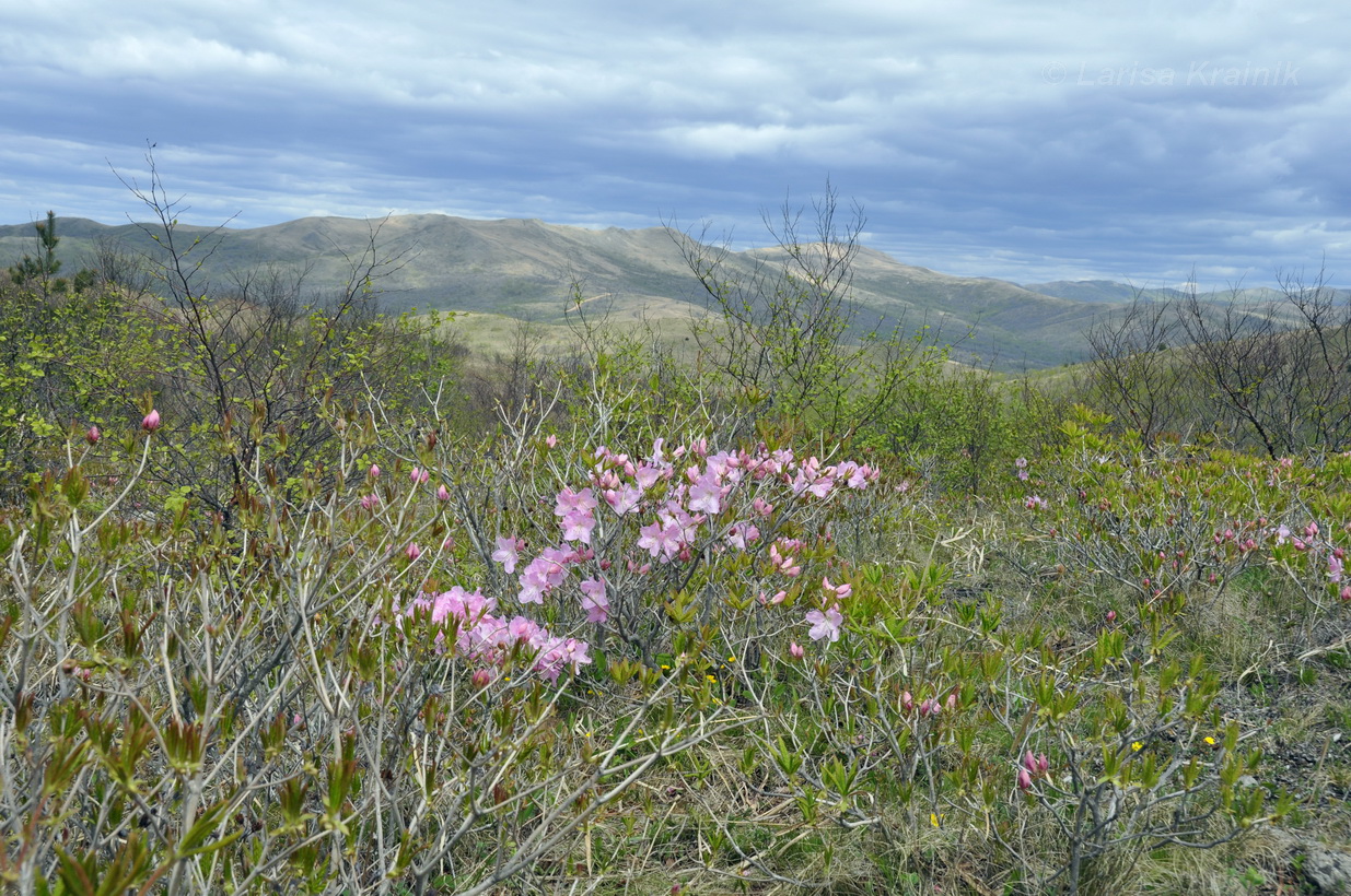 Полуостров Гамова, image of landscape/habitat.