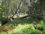 Заповедник "Кологривский лес", image of landscape/habitat.