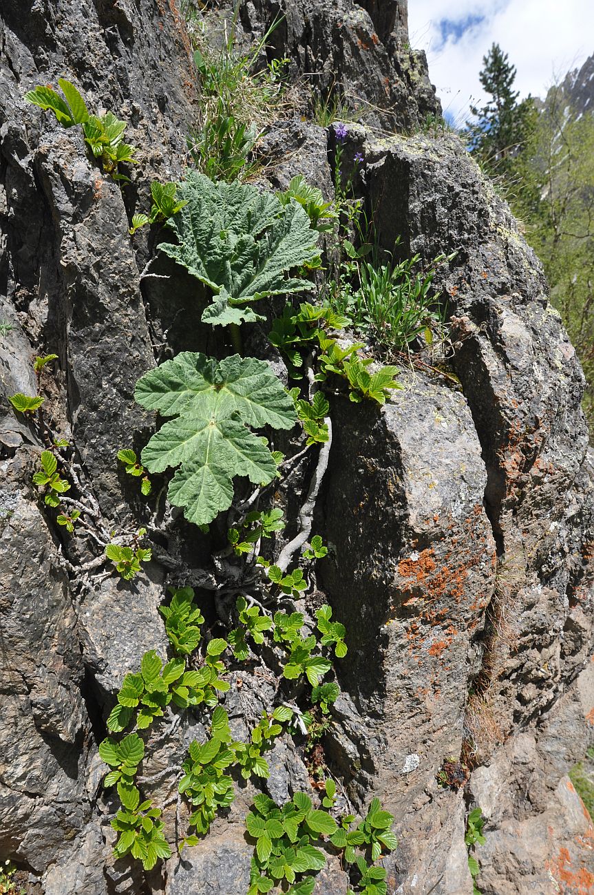 Долина реки Терскол, image of landscape/habitat.