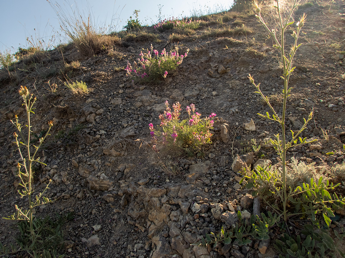 Тропа Голицына, image of landscape/habitat.