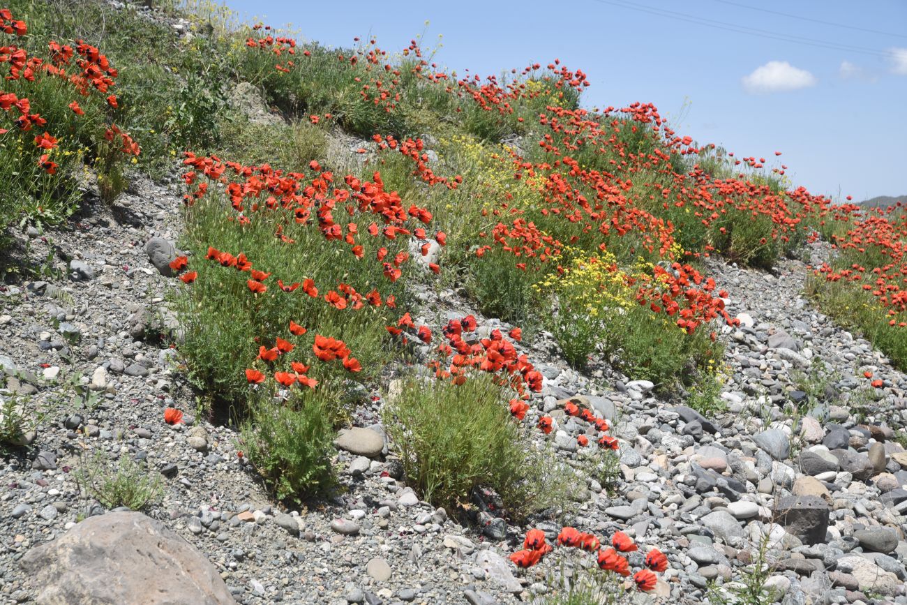 Мост через Аракс, image of landscape/habitat.