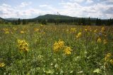 Окрестности Северного, image of landscape/habitat.