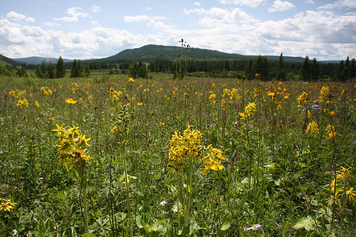 Окрестности Северного, image of landscape/habitat.