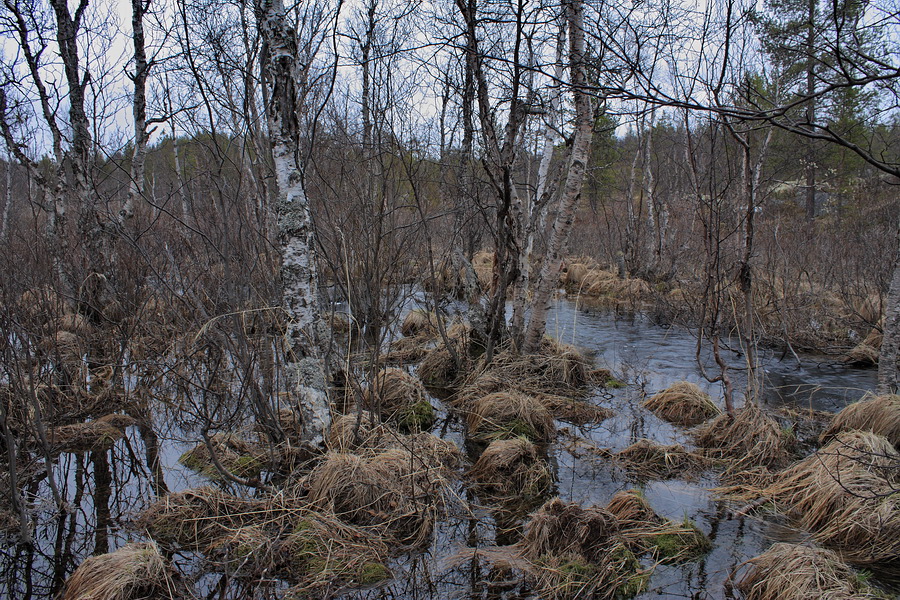 Могильный Ров, image of landscape/habitat.
