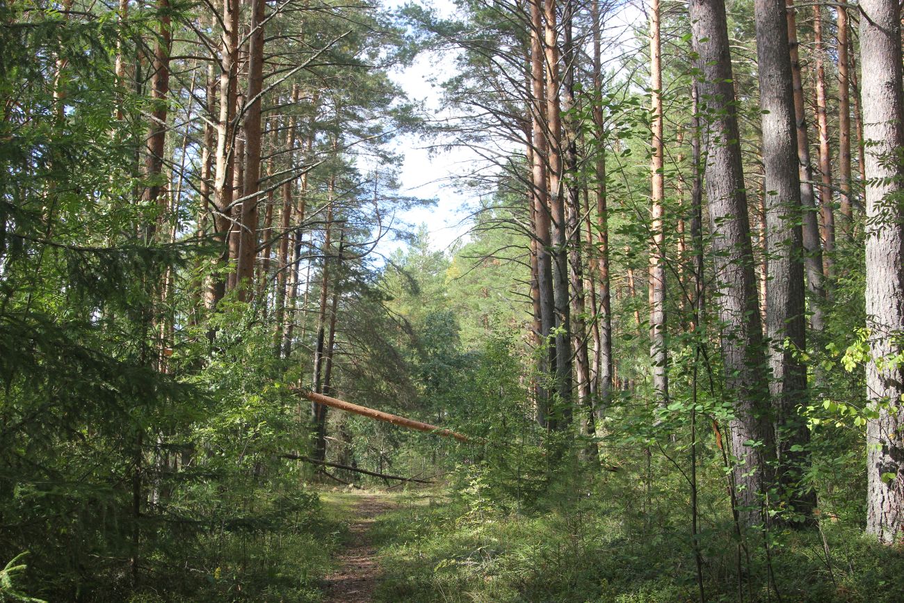 Урочище Верхний Кокиль, image of landscape/habitat.