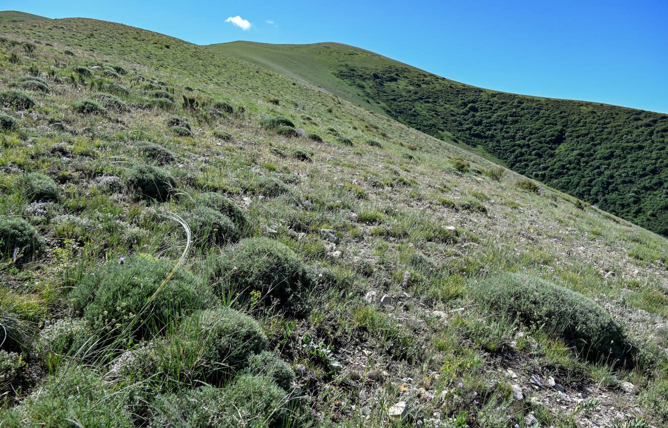 Гора Артаниш, image of landscape/habitat.