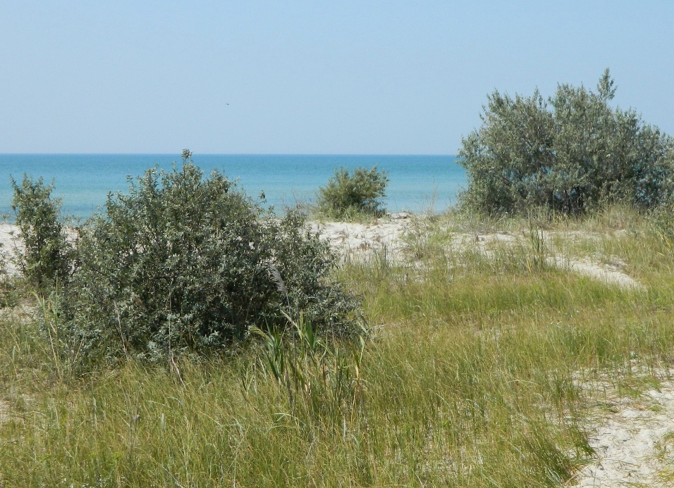 Остров Джарылгач, image of landscape/habitat.