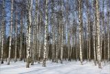 Петергоф, изображение ландшафта.