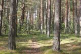 Урочище Верхний Кокиль, изображение ландшафта.
