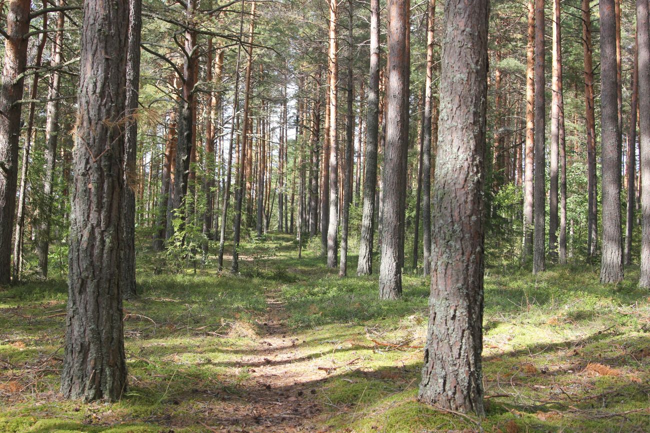 Урочище Верхний Кокиль, image of landscape/habitat.