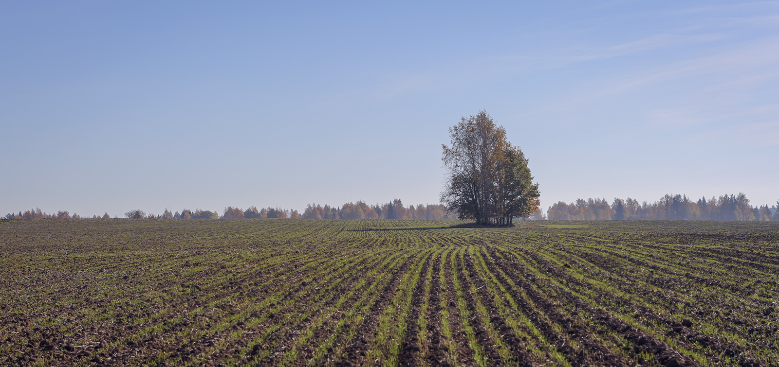 Окрестности села Красный Бор, image of landscape/habitat.