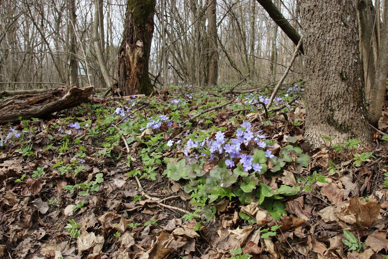 Дудергофские высоты, image of landscape/habitat.