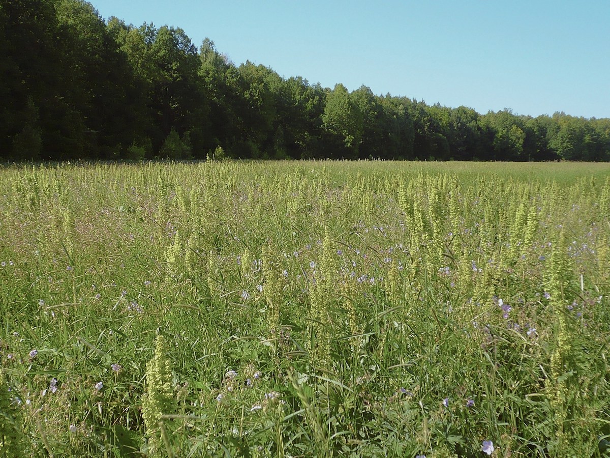 Соколова поляна, image of landscape/habitat.