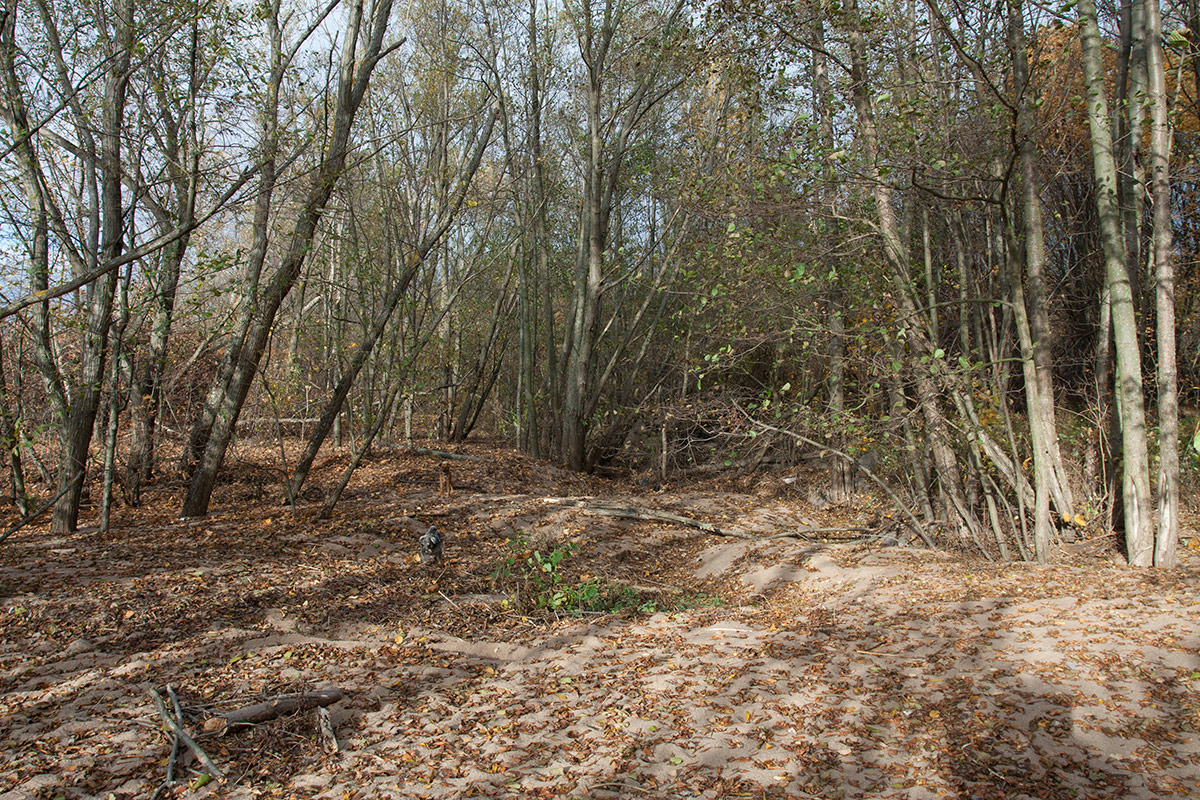 Западный Котлин, image of landscape/habitat.