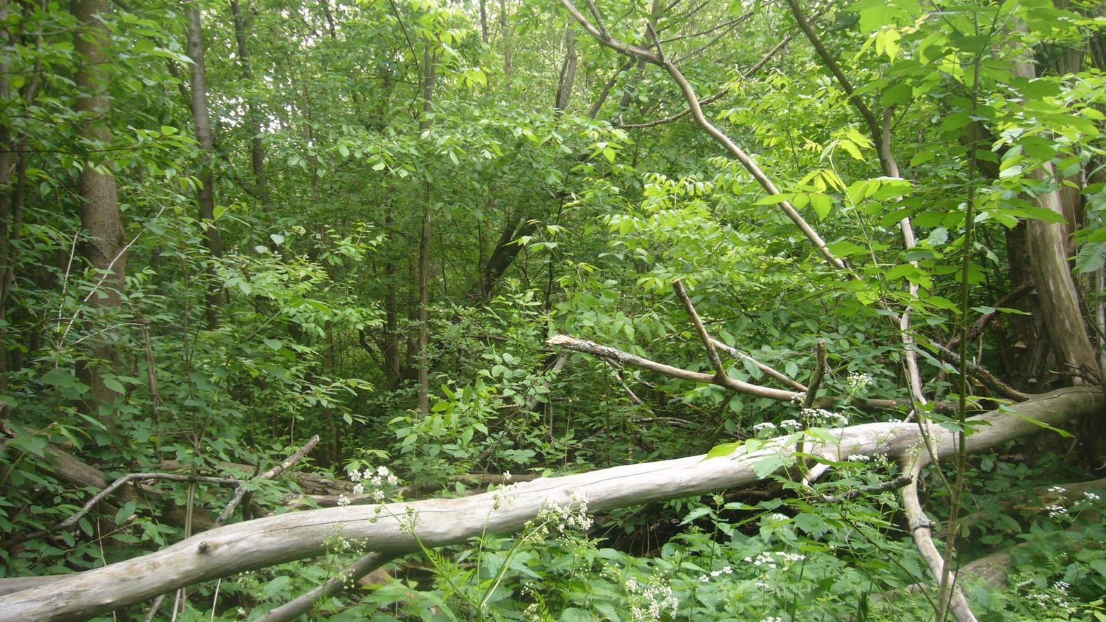 Ярославль, Скобыкино, image of landscape/habitat.