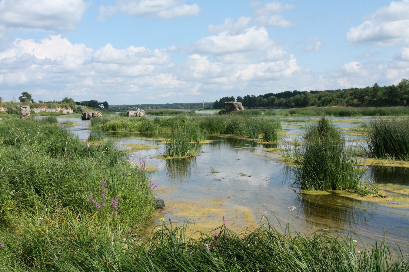 Выбуты, image of landscape/habitat.