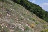 Image of landscape