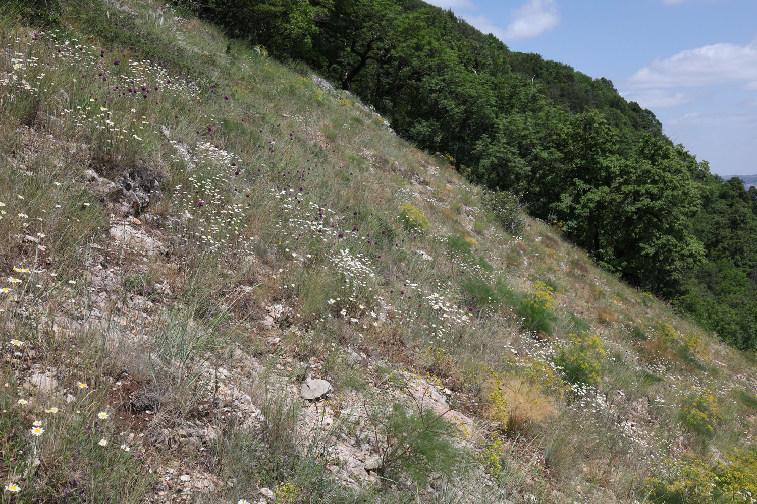 Чатырдаг, image of landscape/habitat.