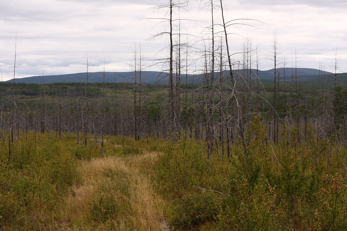 Окрестности Северного, image of landscape/habitat.