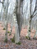 Урочище Липки, image of landscape/habitat.