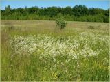 Соколова поляна, image of landscape/habitat.