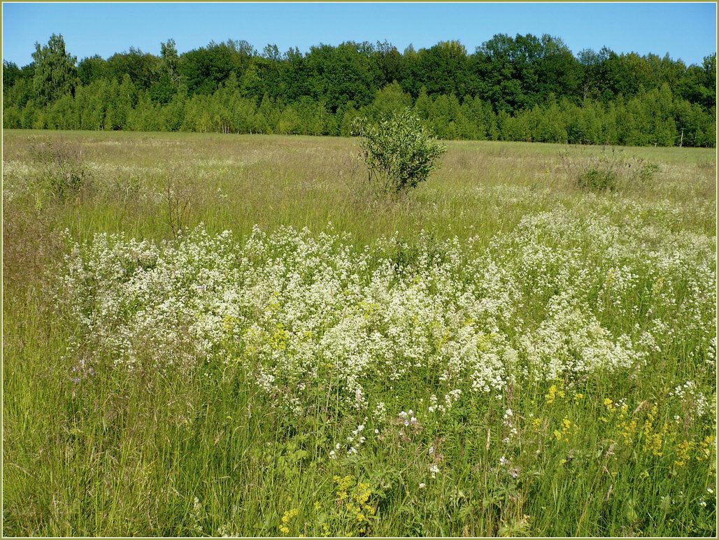 Соколова поляна, изображение ландшафта.