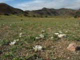 Cabo de Gata, image of landscape/habitat.