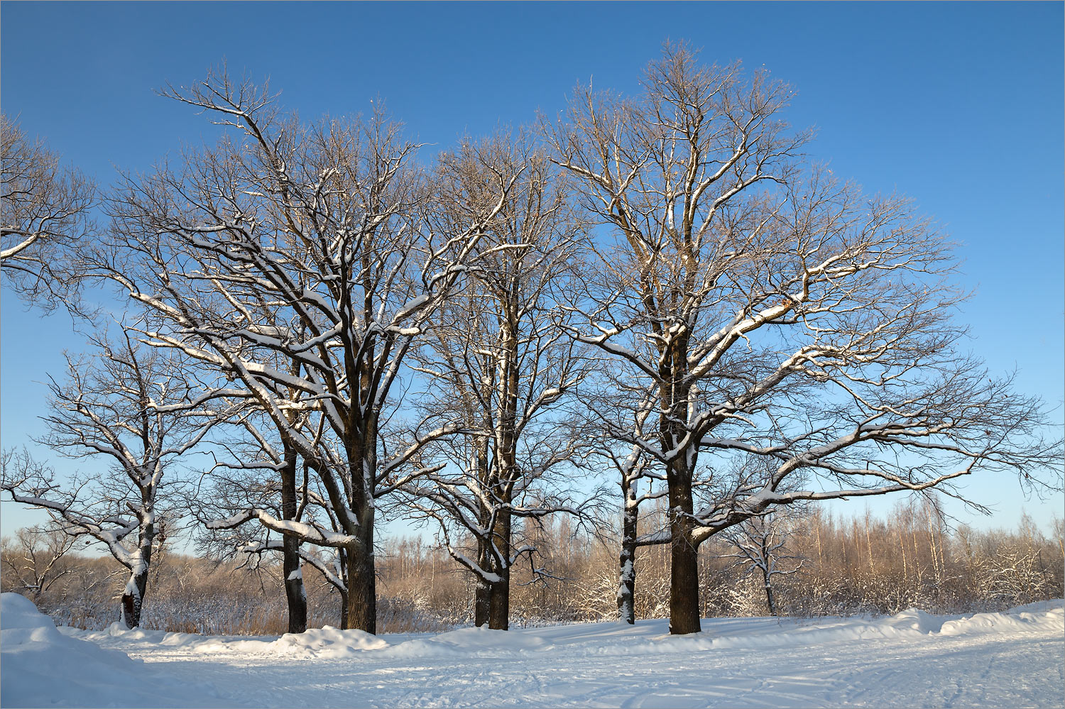 Луговой парк, image of landscape/habitat.