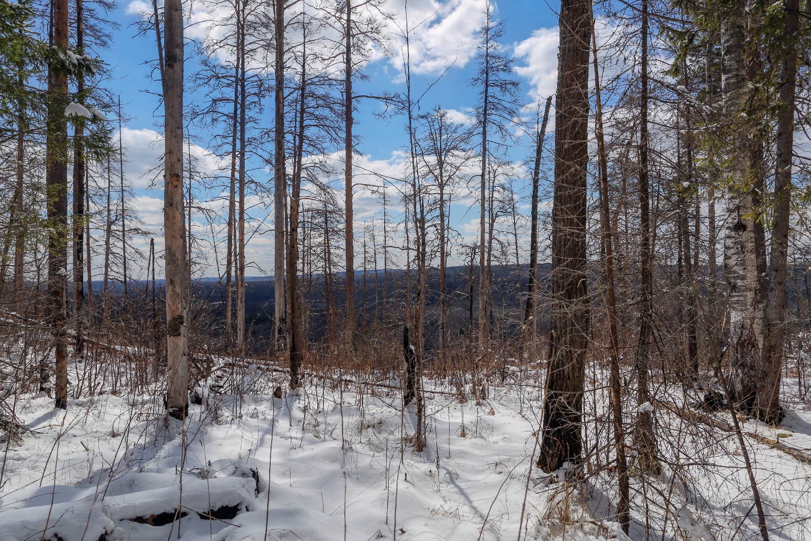 Камень Великан и его окрестности, image of landscape/habitat.