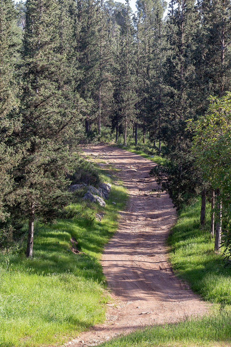 Лес Бен-Шемен, image of landscape/habitat.