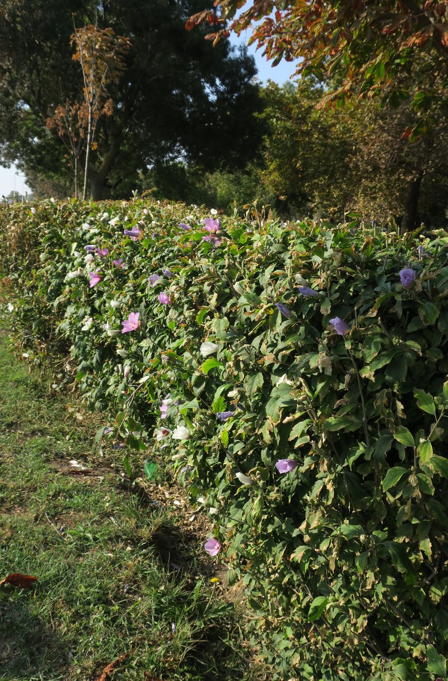 Бургас, image of landscape/habitat.