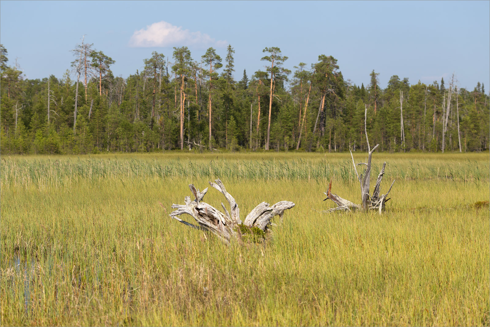 Топозеро, image of landscape/habitat.