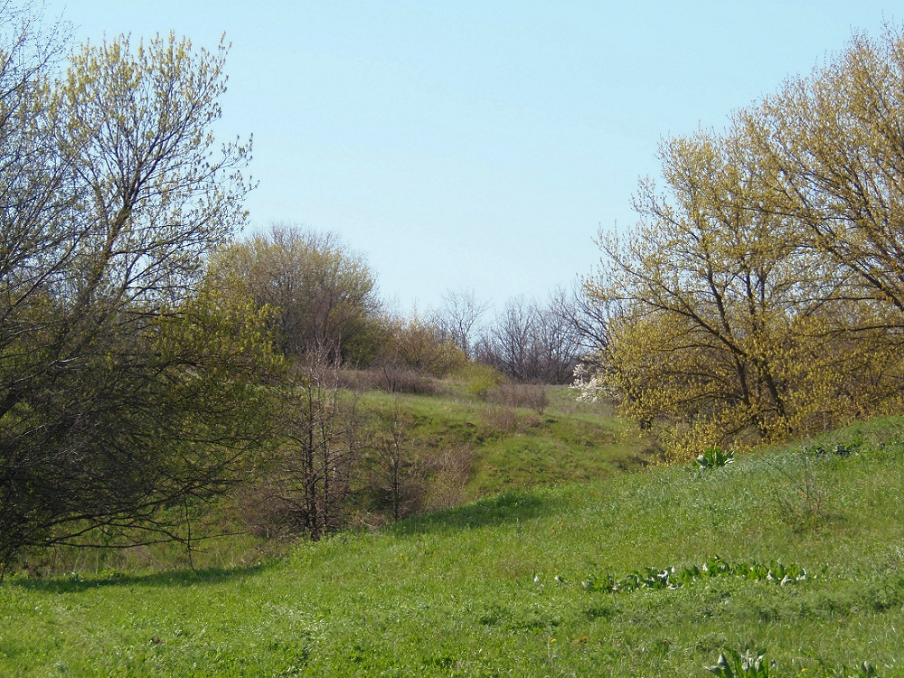 Балка Партизанская, изображение ландшафта.