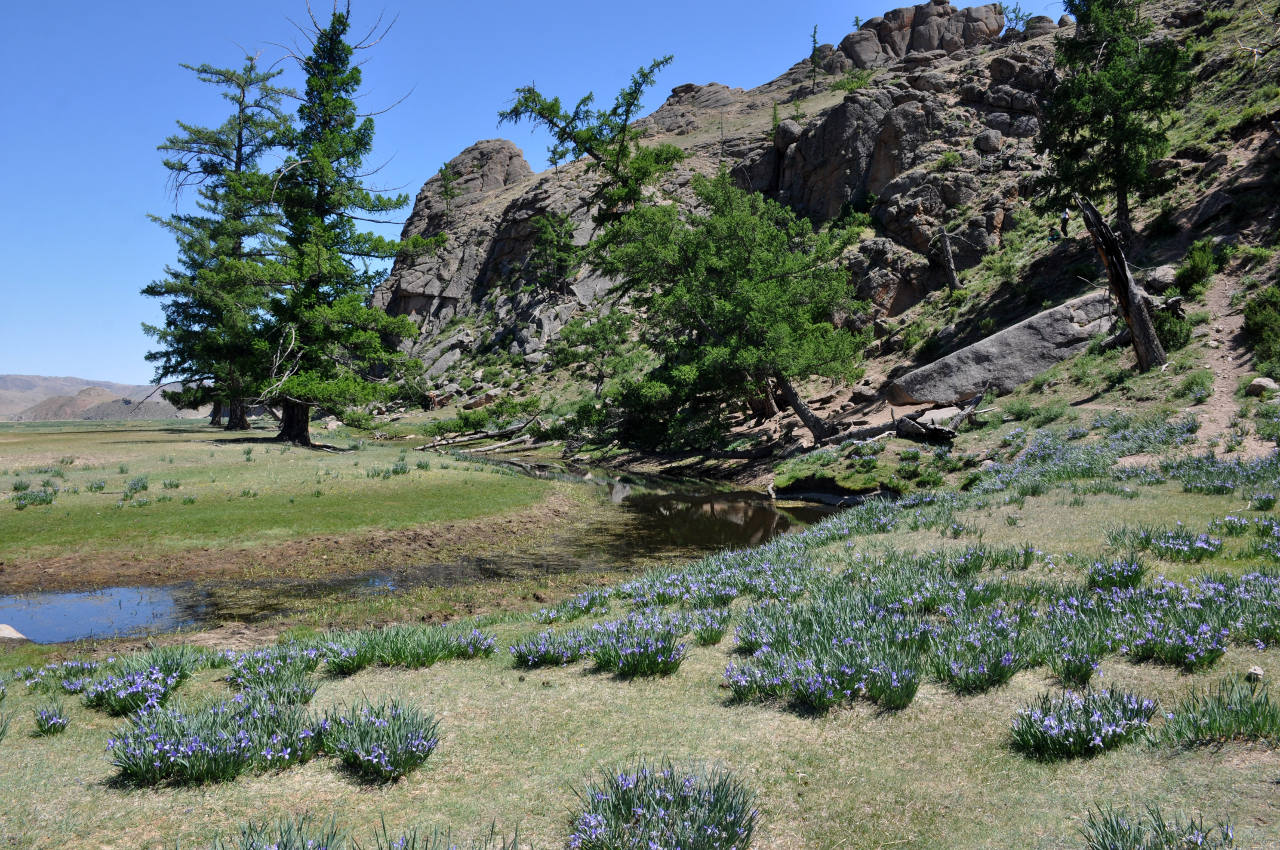 Долина реки Идэр-Гол, image of landscape/habitat.