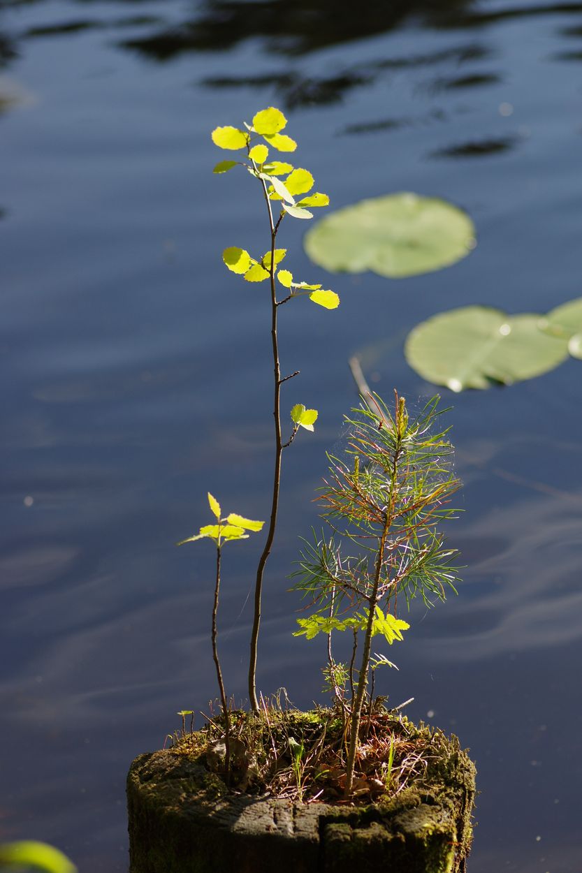 Озеро Змеёвка, image of landscape/habitat.