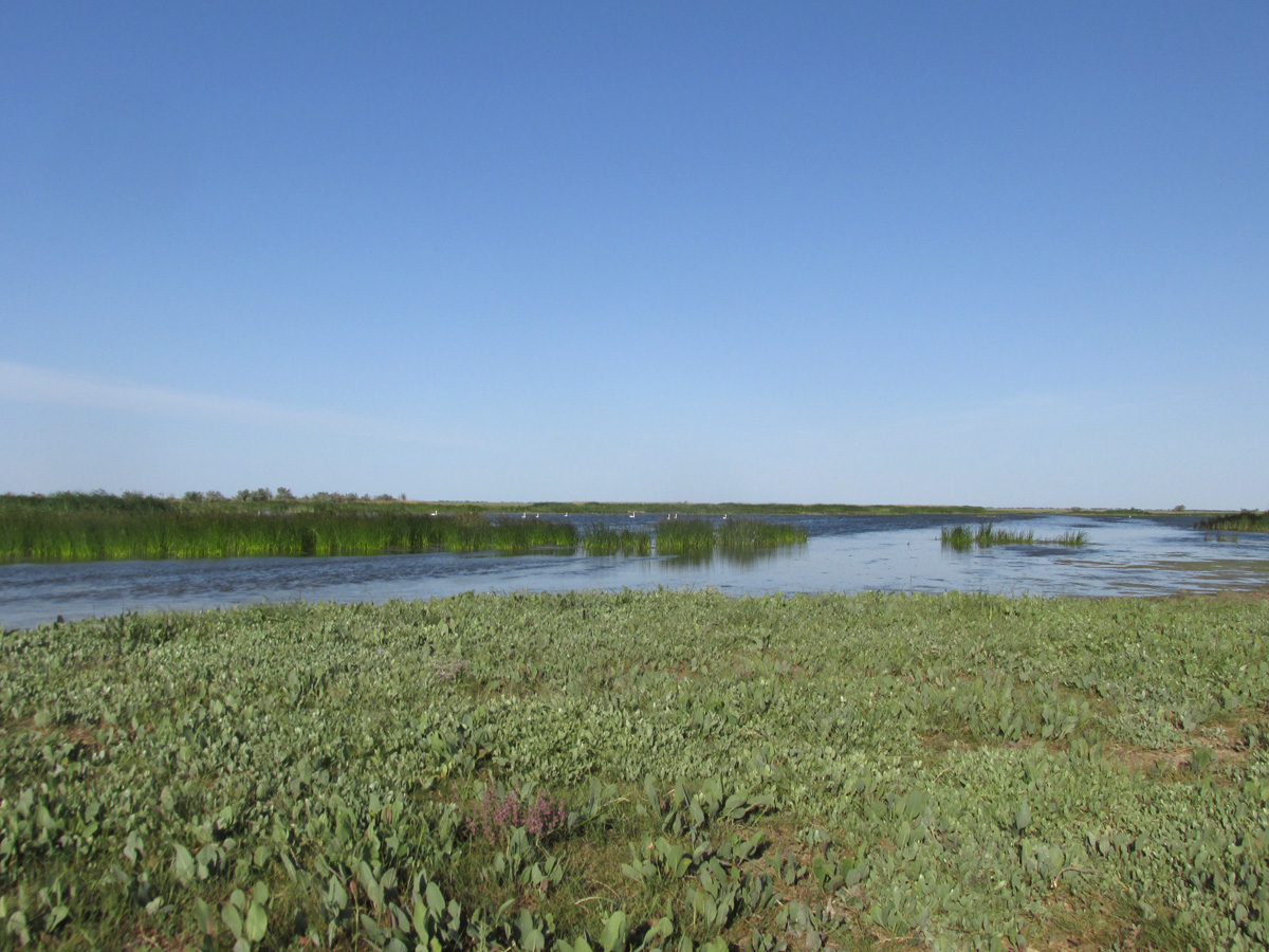 Озеро Айгульское, image of landscape/habitat.