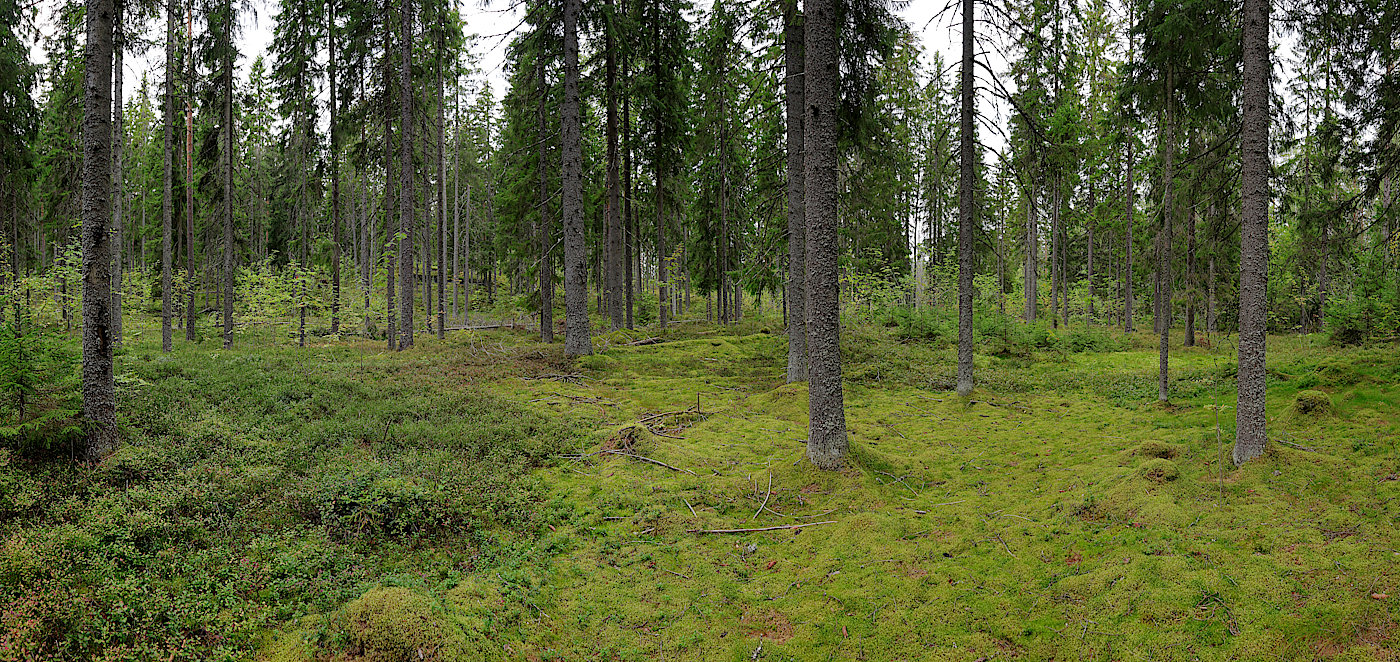 Окрестности Ихалы, image of landscape/habitat.