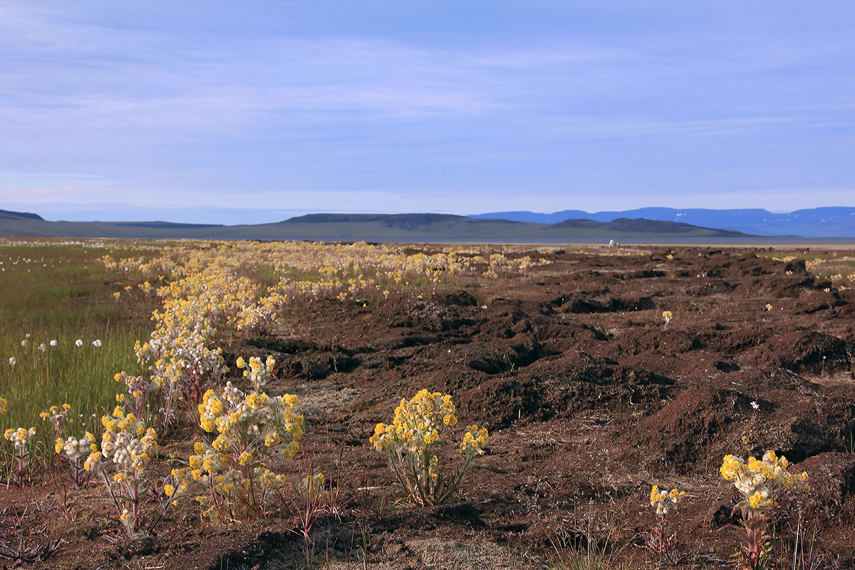 Озеро Таймыр мыс Саблера, image of landscape/habitat.