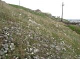 Марьино, image of landscape/habitat.