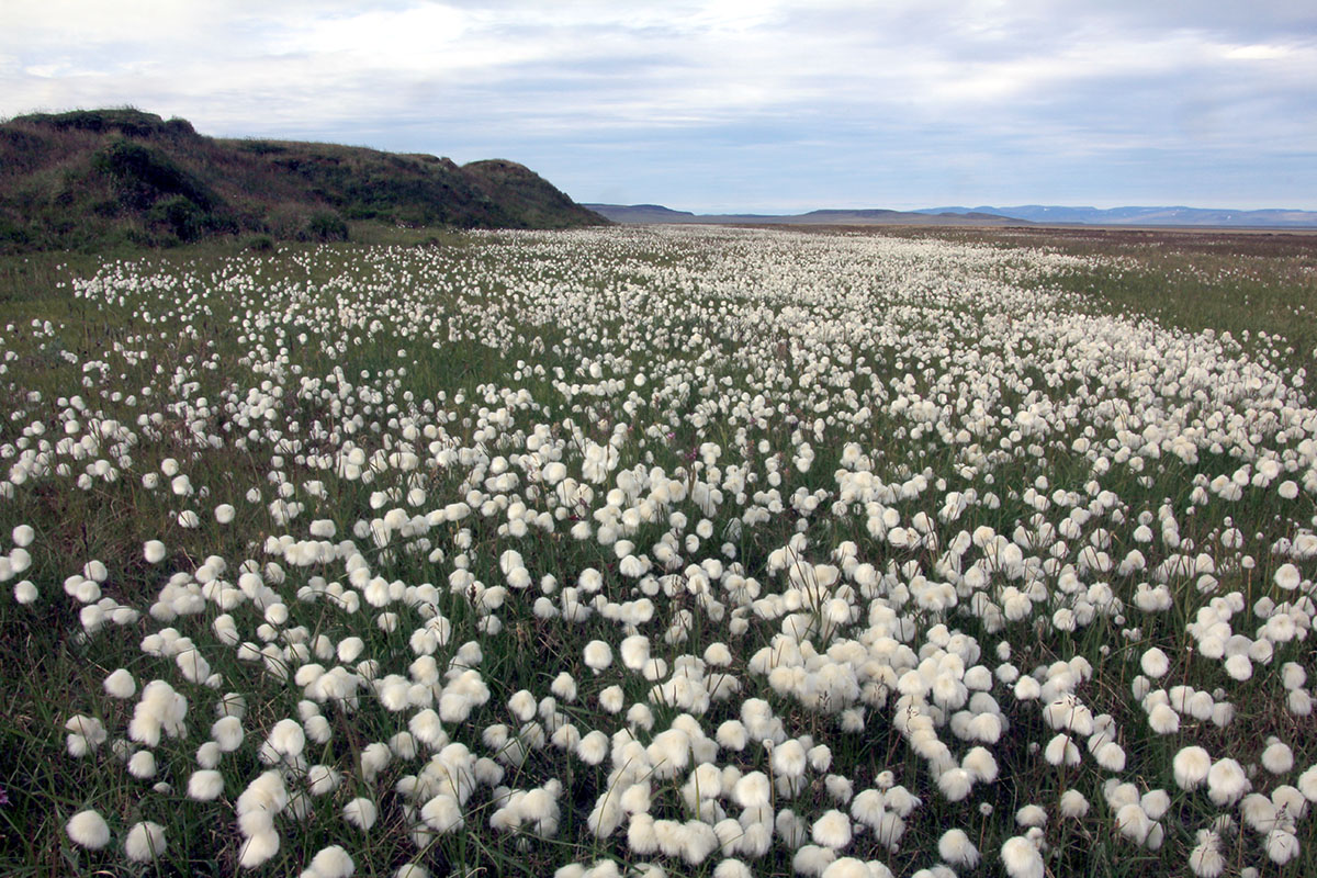 Озеро Таймыр мыс Саблера, image of landscape/habitat.