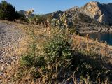 Image of landscape