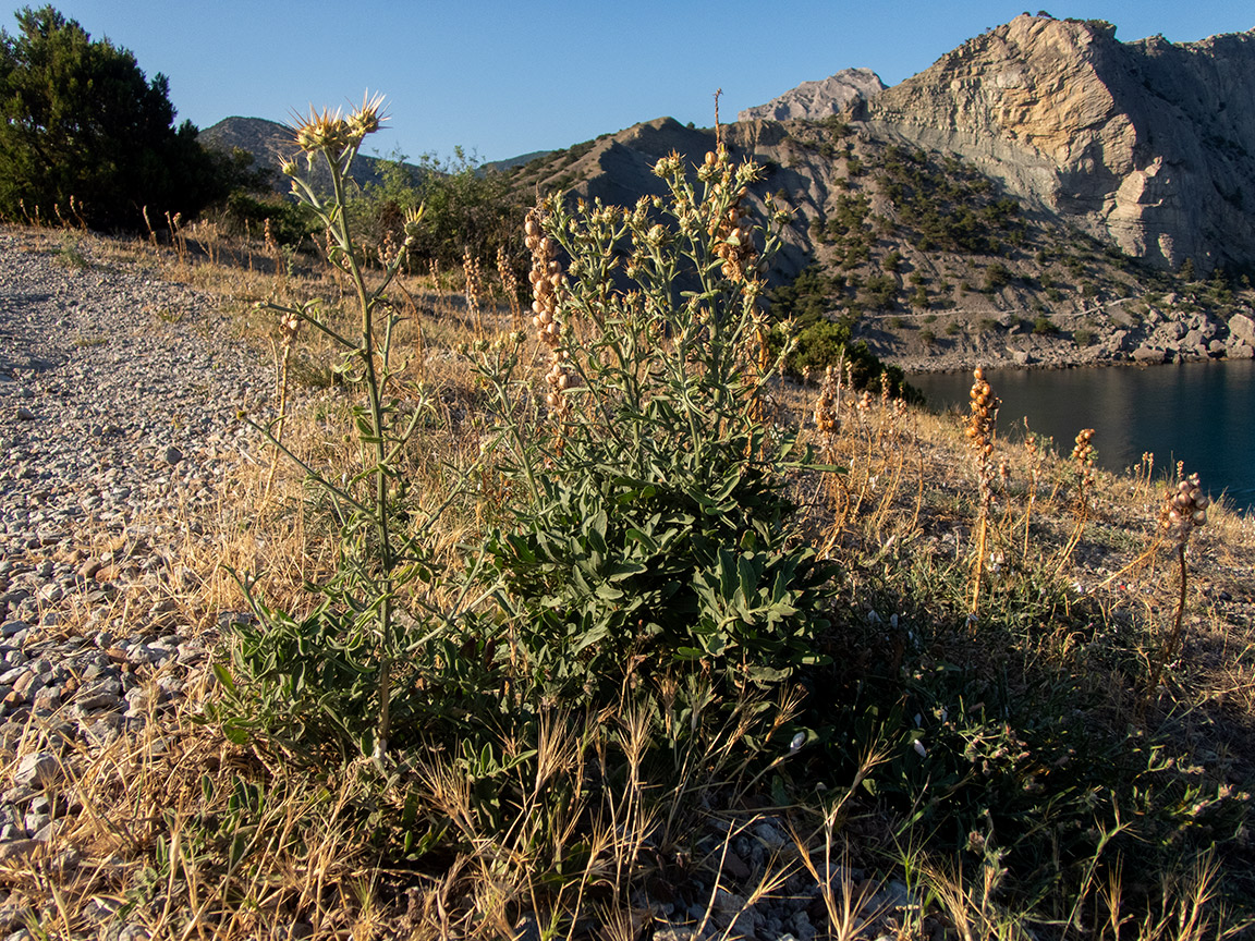 Тропа Голицына, image of landscape/habitat.
