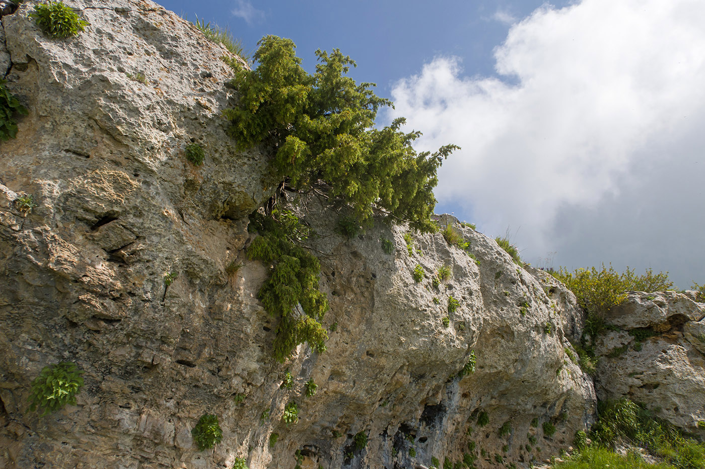 Джангур, image of landscape/habitat.