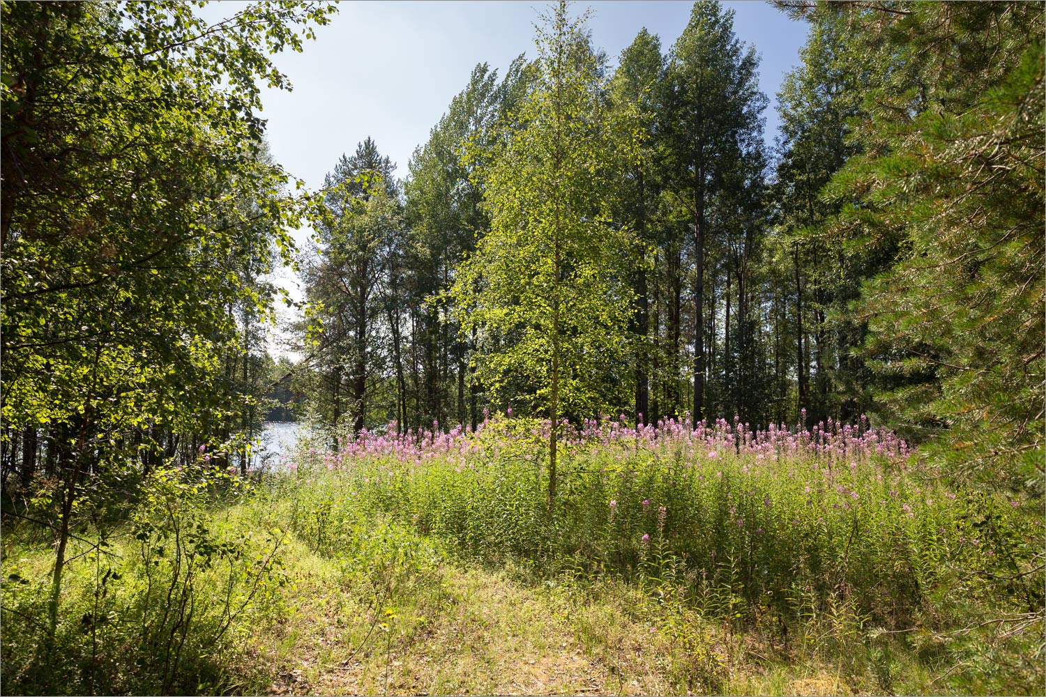 Топозеро, image of landscape/habitat.
